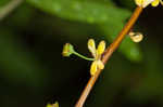 Thunberg's meadowsweet